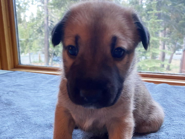 chinook puppy